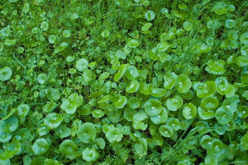 Pasture Vegetation Control