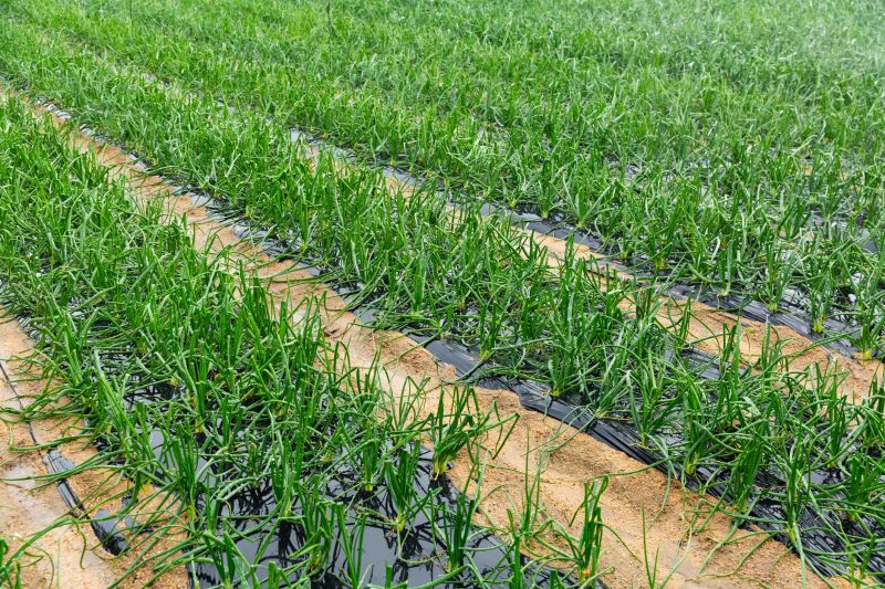 Healthy Pasture Growth